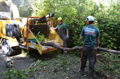 tree services East San Gabriel